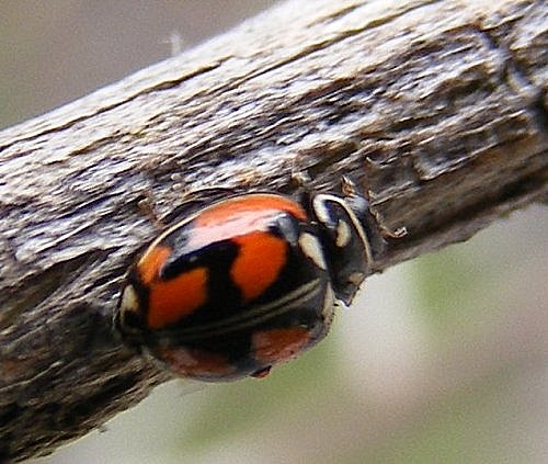 Adalia angulifera en la naturaleza